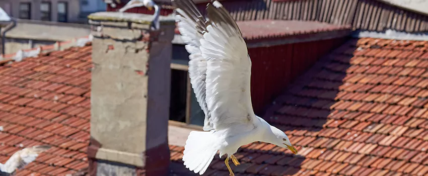 Residential Chimney Animal Removal Solution in Skyview Ridge Estates, CA